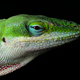 Male Carolina Anole. Image: PiccoloNamek/Wikimedia